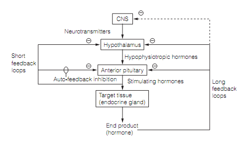 1340_Hypothalamic–anterior pituitary axes 1.png